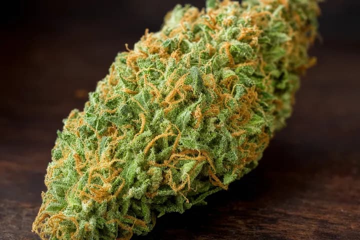 AK-47 — botanical hero