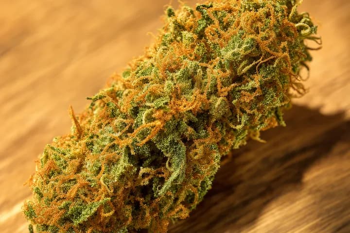 Acapulco Gold — botanical hero