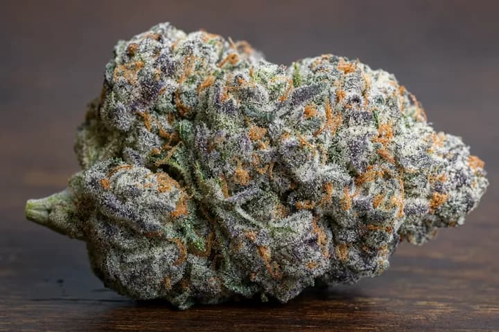 Animal Cookies — botanical hero