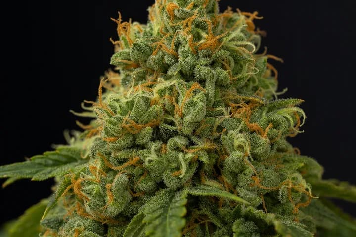 Auto Northern Lights — botanical hero