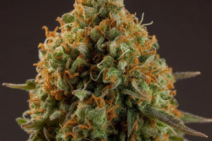 Auto White Widow — botanical hero