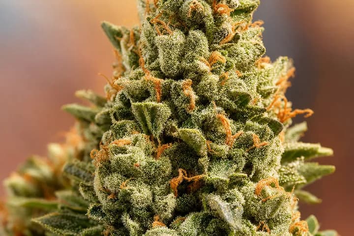 Banana Kush — botanical hero