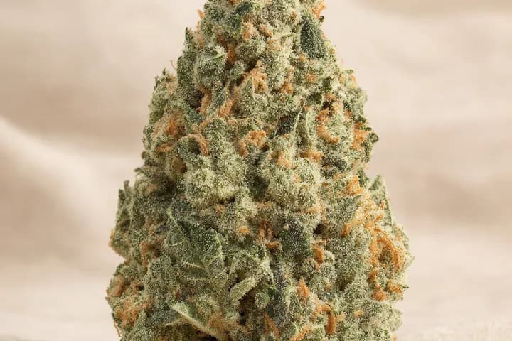 Birthday Cake — botanical hero
