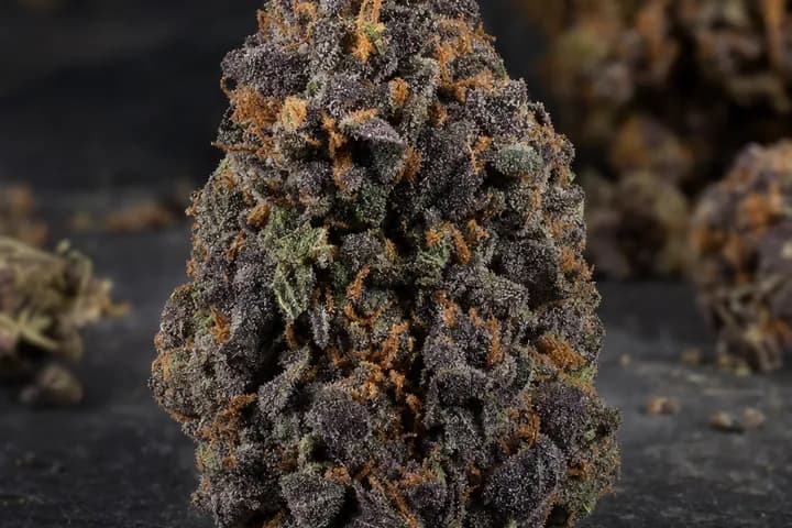Black Domina — botanical hero