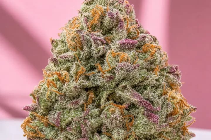 Bubblegum — botanical hero