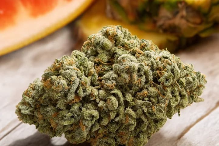 Cinderella 99 — botanical hero