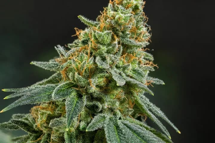 Cinex — botanical hero