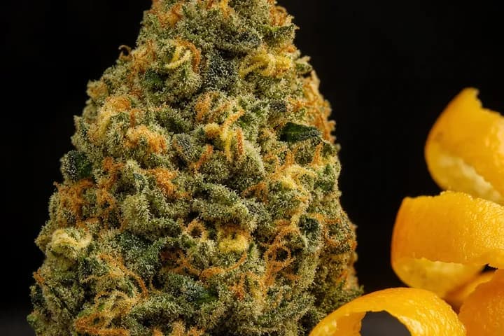 Clementine Kush — botanical hero