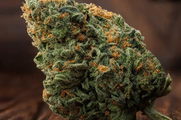 Critical Kush — botanical hero
