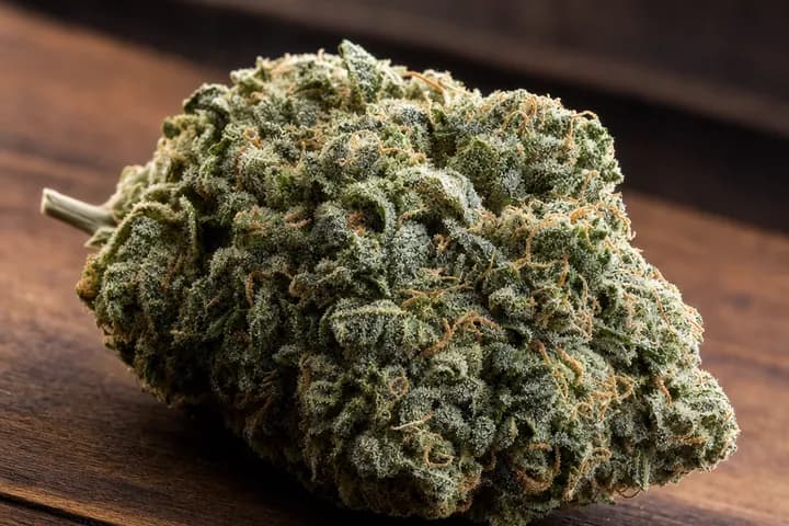 Critical Mass — botanical hero