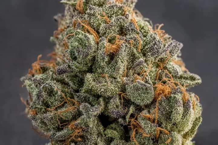 Do-Si-Dos — botanical hero