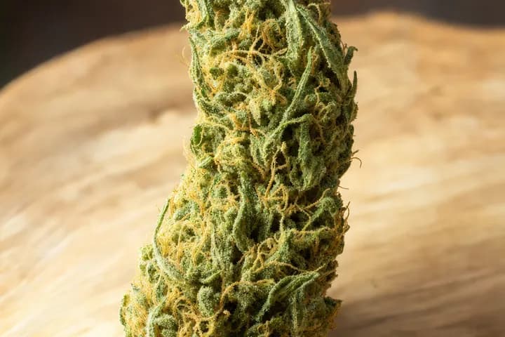 Durban Poison — botanical hero