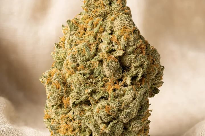 Exodus Cheese — botanical hero