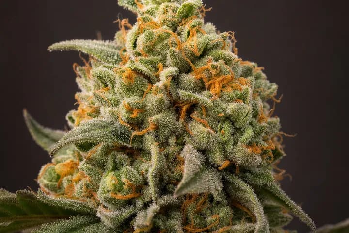 Forbidden Fruit Auto — botanical hero