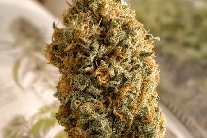Gold Leaf — botanical hero