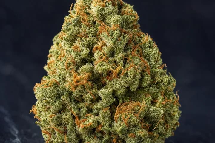 Headband — botanical hero