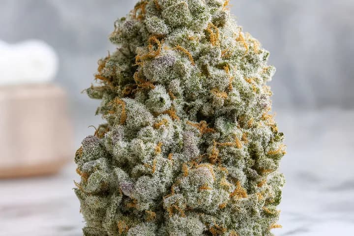 Ice Cream Cake — botanical hero