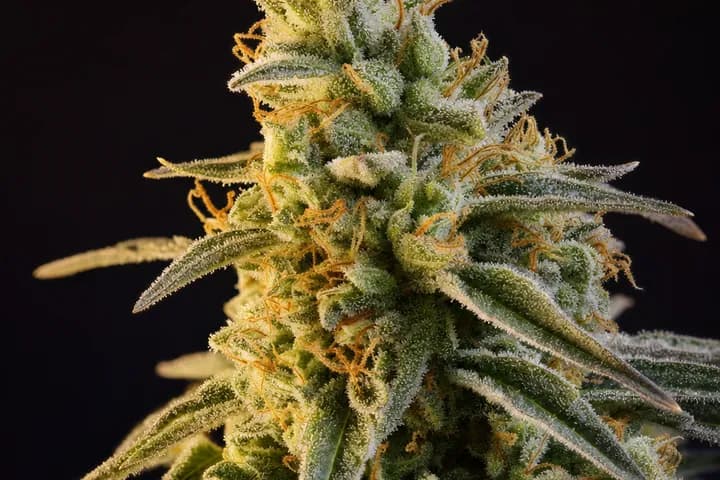 Jack Herer — botanical hero