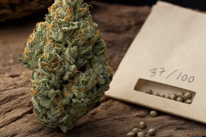 Joseph OG — botanical hero
