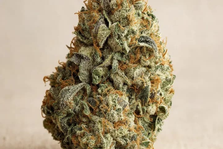 Lava Cake — botanical hero