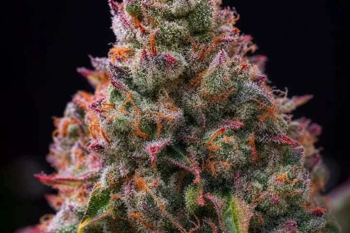 Lemon Cherry Gelato — botanical hero