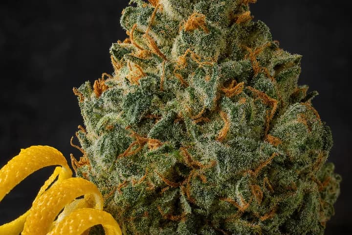 Lemon OG — botanical hero