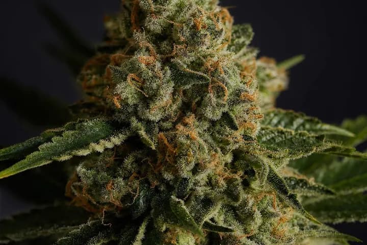LSD — botanical hero