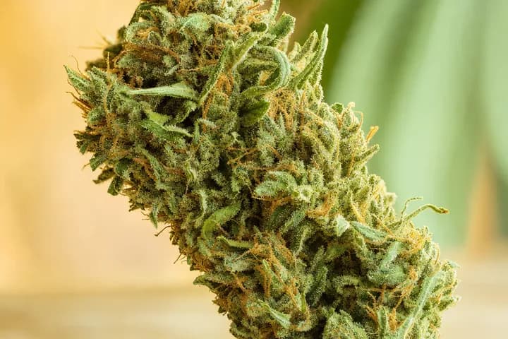 Maui Wowie — botanical hero