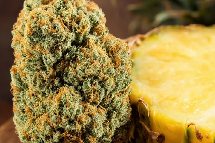 Pineapple Chunk — botanical hero