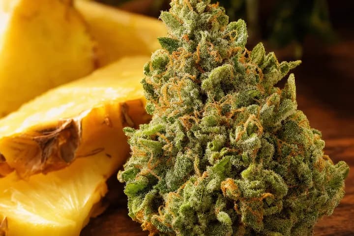 Pineapple Express — botanical hero