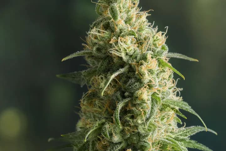 Power Plant — botanical hero