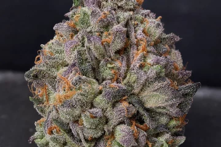 Purple Punch — botanical hero