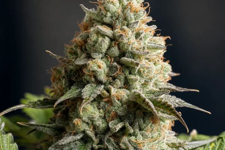 Skywalker — botanical hero