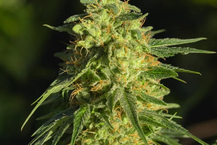 Snowcap — botanical hero
