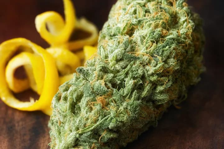 Super Lemon Haze — botanical hero