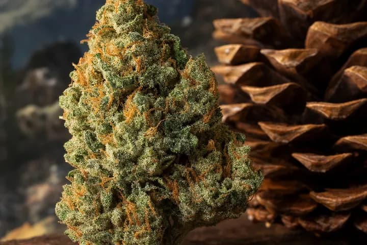 Tahoe OG — botanical hero