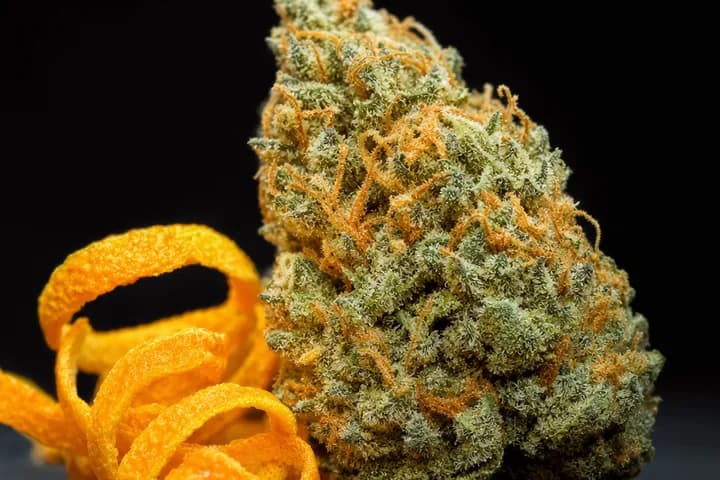 Tangerine Dream — botanical hero