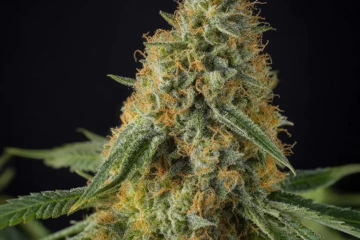 Trainwreck #1 — botanical hero
