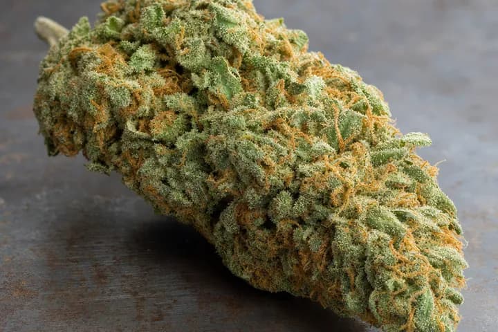 Trainwreck — botanical hero