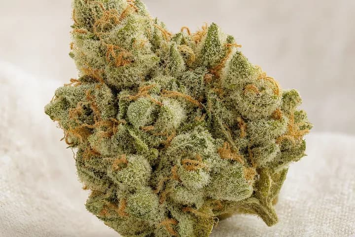 UK Cheese — botanical hero