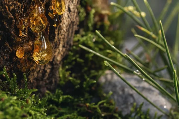 White Widow — botanical hero