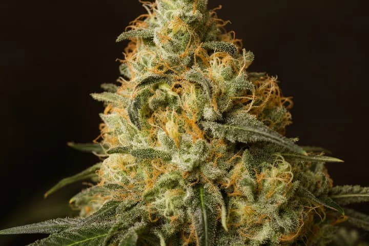 White Widow — botanical hero