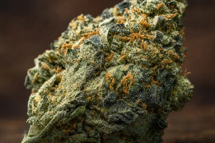 Wifi OG — botanical hero